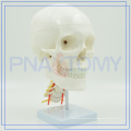 PNT-0154 Modelo de vértebras esqueleto humano personalizado de nueva estructura